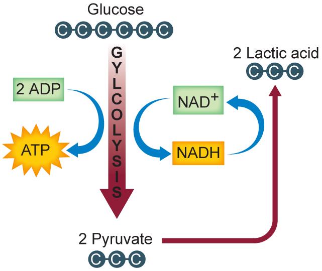 Standardized Test Practice What prevents pyruvate from entering the Krebs cycle and instead results in this pathway?