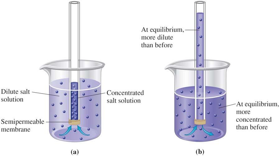 Ch 8.9 Osmosis and Osmotic Pressure Fig. 8.13 Osmosis is the flow of solvent through a semipermeable membrane from a solution to a more solution.