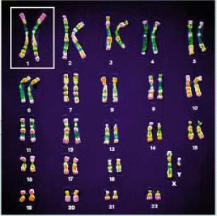 Reminder: Homologous chromosomes -Pair at meiosis