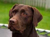 VI. Geneticists can use a testcross to determine unknown genotypes A. mating an individual w/ an unknown genotype to a homozygous recessive individual B. cannot tell the genotype of a black lab 1.