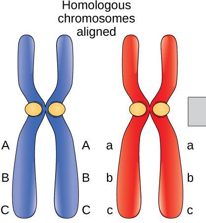 same length, centromere placement & code for the same