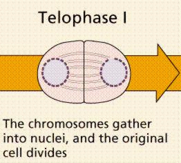 Telophase I Cytoplasm