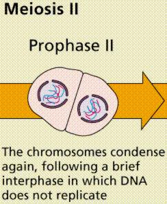 Prophase II Chromatids