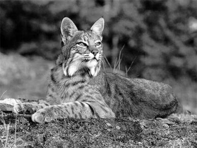 Classification and Phylogeny A native Iowa species that is also a member of Family Felidae is the bobcat (Lynx rufus) Bobcats belong to a different Genus than the leopard, but the same Genus as the