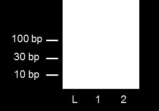 However, the desired product was obtained when the amount of all dntps was lowered (to 100 µm) and the reaction time shortened (to 2 h) (Figure S6). Figure S5.