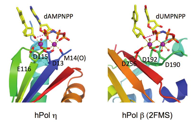 Fig. 2 Comparison of the palm domain and active site of hpol η and Pol β.