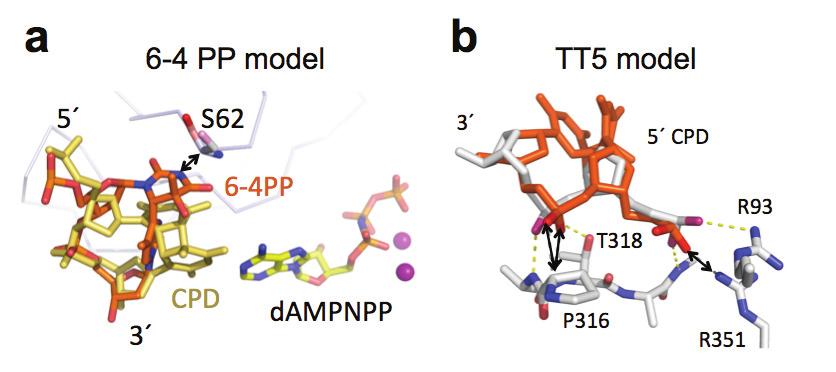 Fig. 4 Structural models. a. A 6-4PP (PDB: 3EI1 and shown in orange/red/blue sticks) is superimposed onto the CPD in TT1 (shown in yellow) and would clash severely with the Cα of S62.