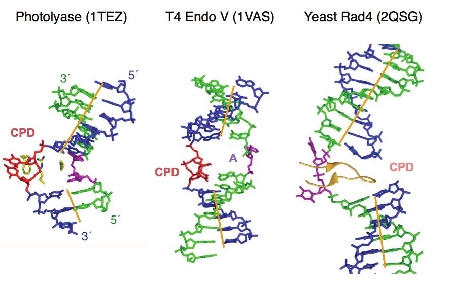Fig. 6 CPD-containing DNAs are bent, unstacked, and segmented when complexed with DNA repair proteins, photolyase, T4 endonuclease V and yeast Rad4.
