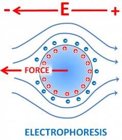Electrical Properties Electrokinetic Phenomena 1.