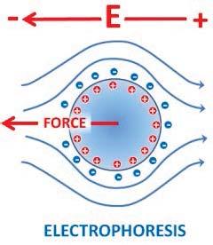 Electrical Properties Electrokinetic Phenomena 1.