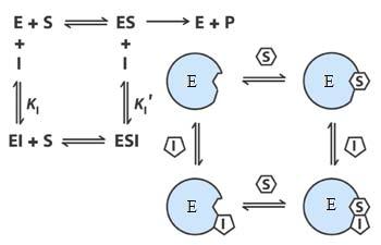 c. A mixed inhibitor binds at a site distinct from the substrate active site, but it binds to either ES or the enzyme by itself. Assume detailed balance for the reversible reactions.