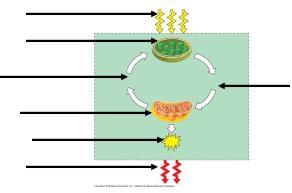 Chapter 7: Cellular Respiration: Harvesting Chemical Energy 63. Use Figure 9.2 to label the missing parts below. 64.