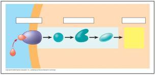 54. A signal transduction pathway has three stages. Use Figure 11.6 to label the missing parts of the preview figure below, and then explain each step. a. Reception b. Transduction c.