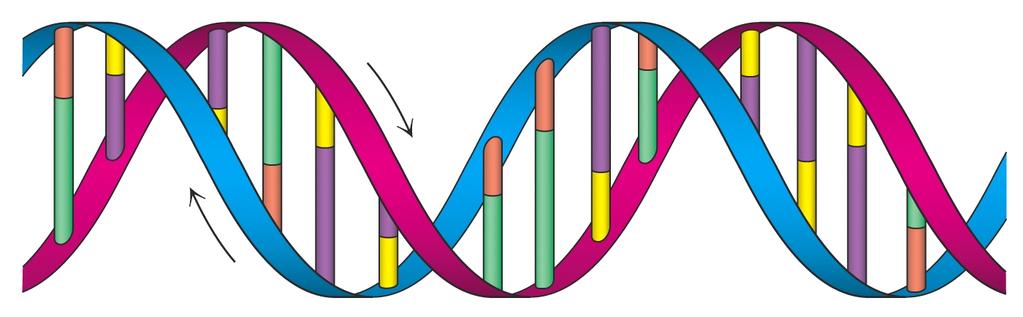 DNA is a