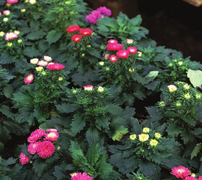 New Directions For Scheduling Bedding Plants Many factors affect flowering times.