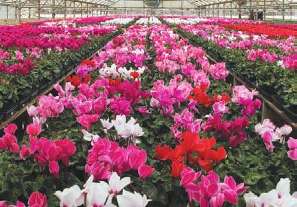 when they accumulate a specific number of degree days. We are using a similar concept to apply to bedding plant production.
