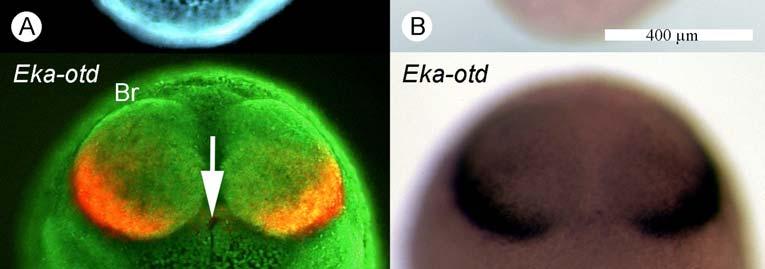 Eka otd is expressed diffusely in the area around the slit like blastopore with the