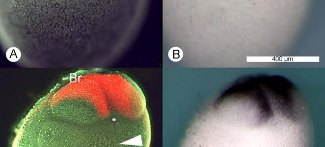 Figure 4. Expression of Eka six3 in Euperipatoides kanangrensis embryos.