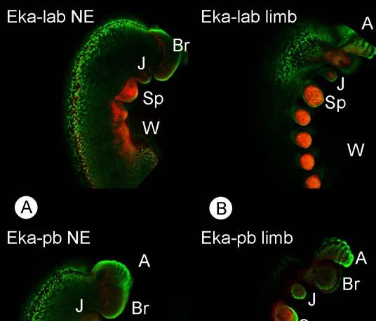 Supplementary figure 1. Optical sections from CLSM showing embryos of Euperipatoides kanangrensis stained for: lab, pb and hox3.