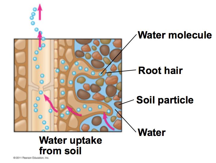Pushing Xylem Sap: Root Pressure At night root cells continue pumping mineral ions into the xylem of the