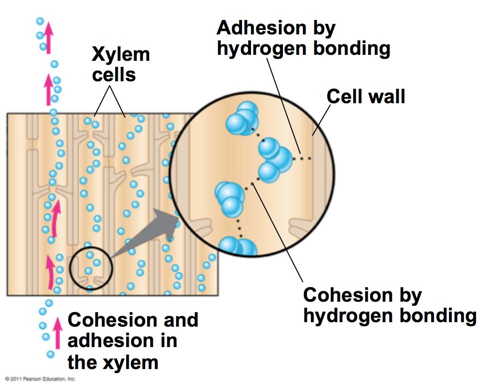 Pulling Xylem Sap: The Cohesion-Tension Hypothesis According to the cohesion-tension hypothesis,