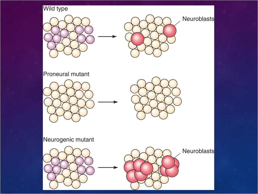 Asc, no neurons) so no neuroblasts) (no