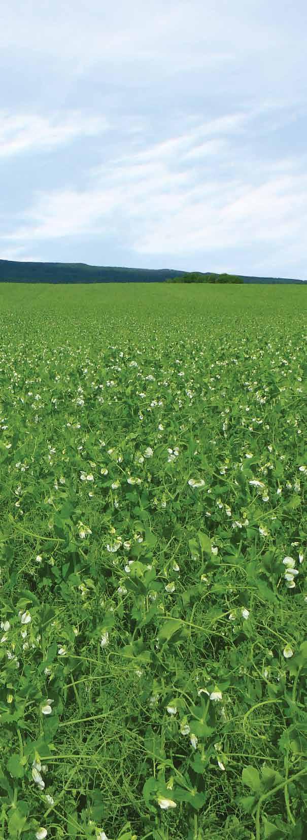 ULSES eas, lentils and faba beans What is the importance of the tripartite symbiosis?