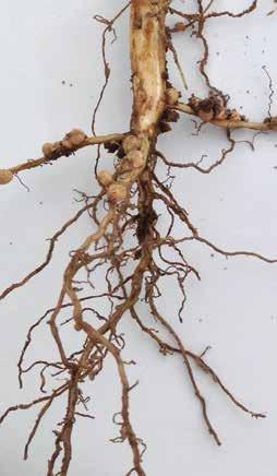These nodules house the bacteria responsible for fixing the atmospheric nitrogen and makes it available for the plant.
