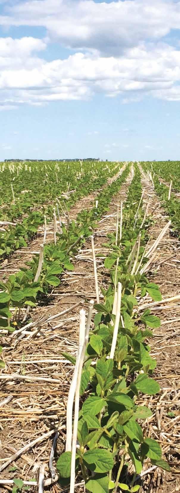 SOYBEAN How to AGTIVATE your crop on canola stubble?