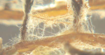 ECTOMYCORRHIZAL FUNGI Ectomycorrhizal fungi are also found in natural environments, mainly in forests ecosystems.