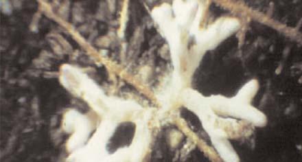 Their hyphae grow externally, forming dense growth known as a fungal mantle.