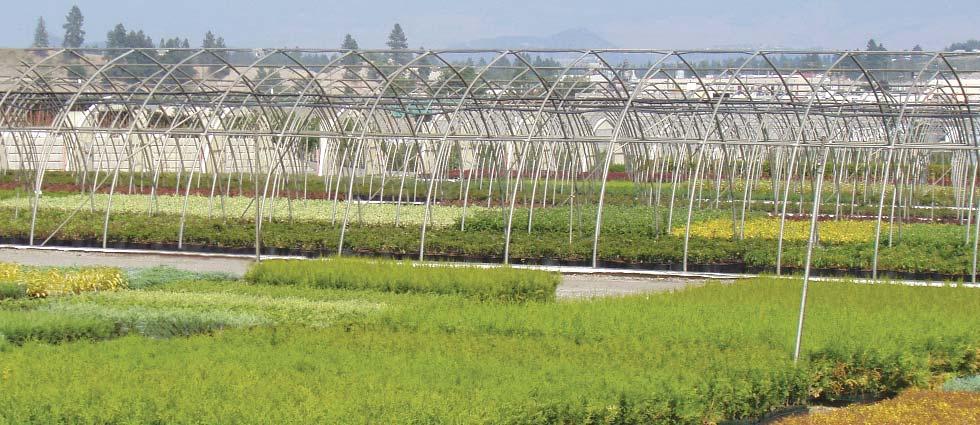 NURSERY CROPS Mycorrhizal fungi improve the quality and resistance of