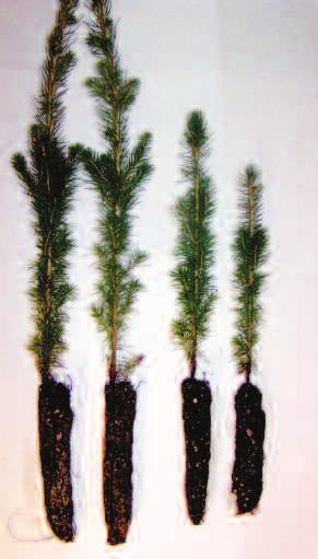 Disease resistance Strong plants in healthy soil are more disease resistant, but mycorrhizae also form a physical barrier around the root to stop plant pathogens from damaging the plant.