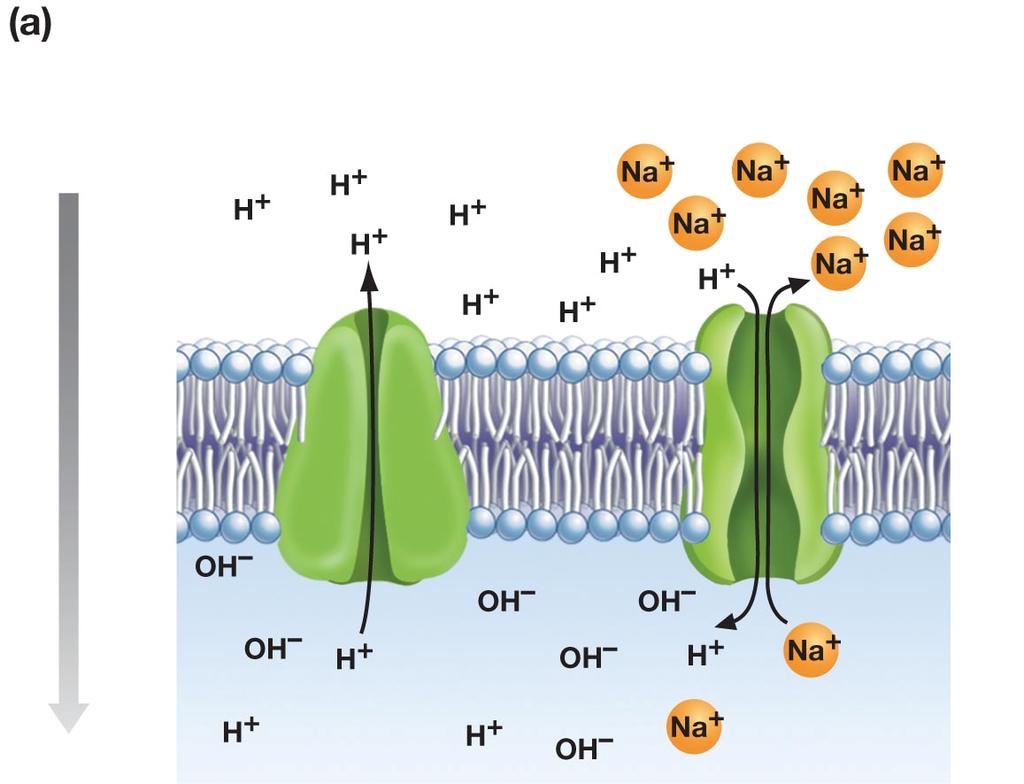 Not all soil ions are good for the plant In Salt-Tolerant Plants, an Antiporter Concentrates Sodium in Vacuoles In the