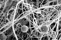 These filaments form an extensive system of hyphae that grow into the surrounding soil and provide a variety of benefits for the grass plant.