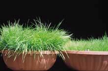 All important turf grass species can form a specialized symbiotic (mutually beneficial) relationship with mycorrhizal fungi.