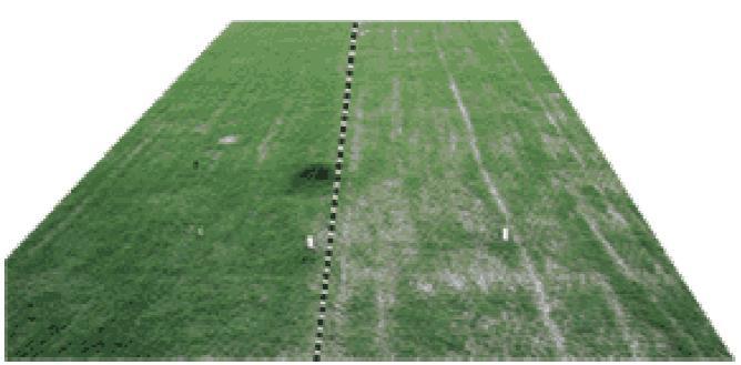Figure 7 Creeping Bentgrass cover with mycorrhizal inoculation with endoroots (left) and cover in control area (right).