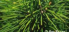 Umbrella pine (Sciadopitys verticillata):