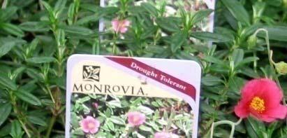 2000+ varieties Monrovia is the Largest