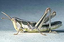 Crenulated grasshopper