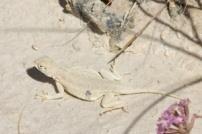 Trade-offs: an extreme example Lizard Performance White Sands National Monument