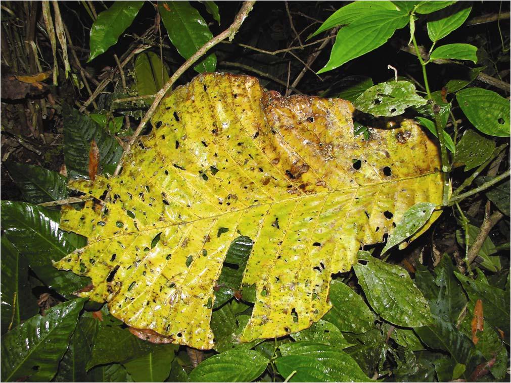Chapter 10 Nutrient Cycling and Tropical Soils PLATE 10-1 A fallen leaf in a tropical humid forest undergoes a complex process of decomposition