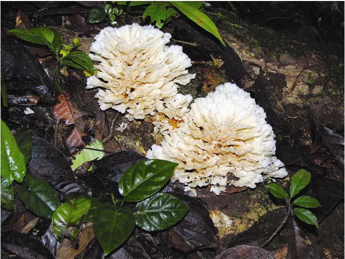 of fungi found in Neotropical forests.