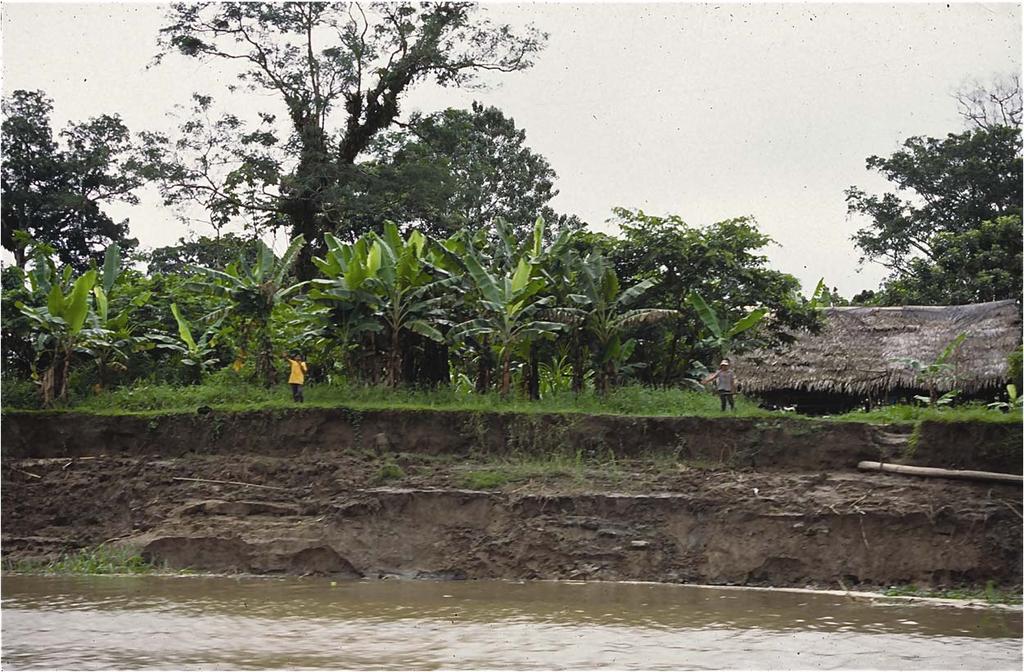 PLATE 10-14 This farm along the Amazon River is sustained by the rich soil (ultimately from