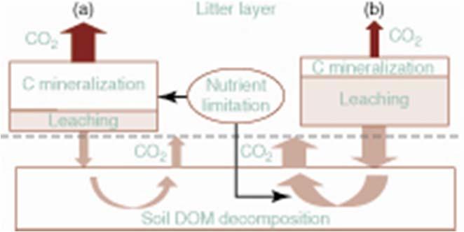 FIGURE 10-10 Conceptual model of the effects of nutrients on decomposition in systems where mass loss from the litter layer is dominated by (a) C mineralization or (b) leaching losses of dissolved