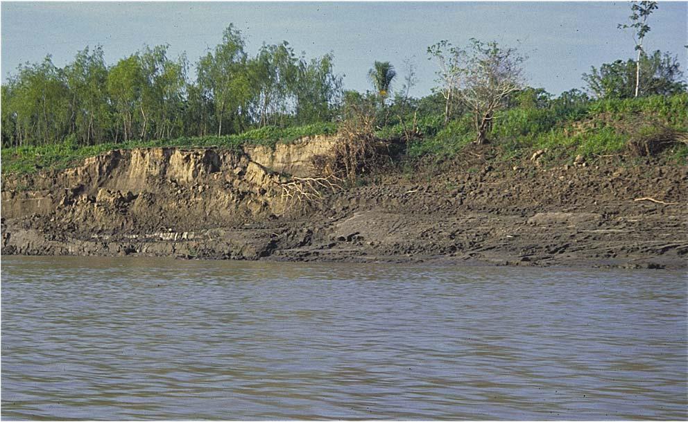 PLATE 10-16 Thick deposits of sediment characterize this section of the Napo River in