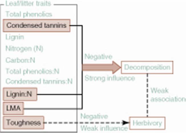 FIGURE 10-18 Comparison between all trees pooled (a) and continuous-leafing trees (b) with regard to the relationship between leaf decomposition rate and herbivory rate.