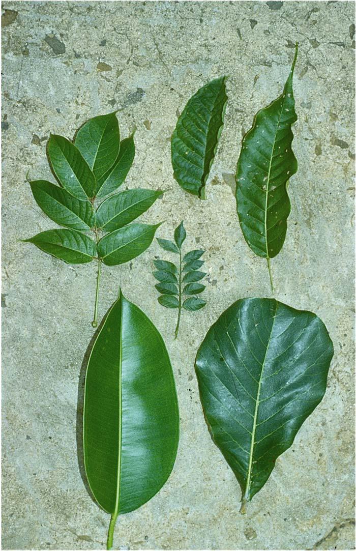 PLATE 10-3 This array of tropical leaves demonstrates the