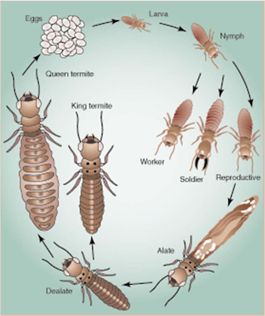 FIGURE 10-2 Termites are abundant throughout the tropics and have an immense influence on nutrient