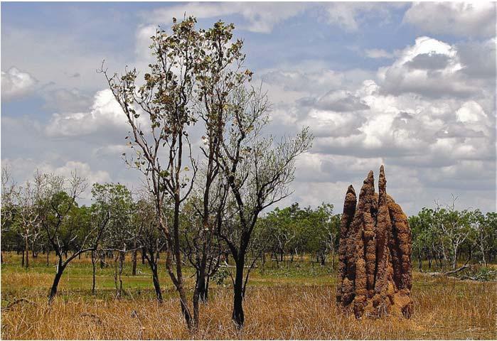 The nearby trees likely bene3 t in nutrient uptake from proximity to the termite colony.